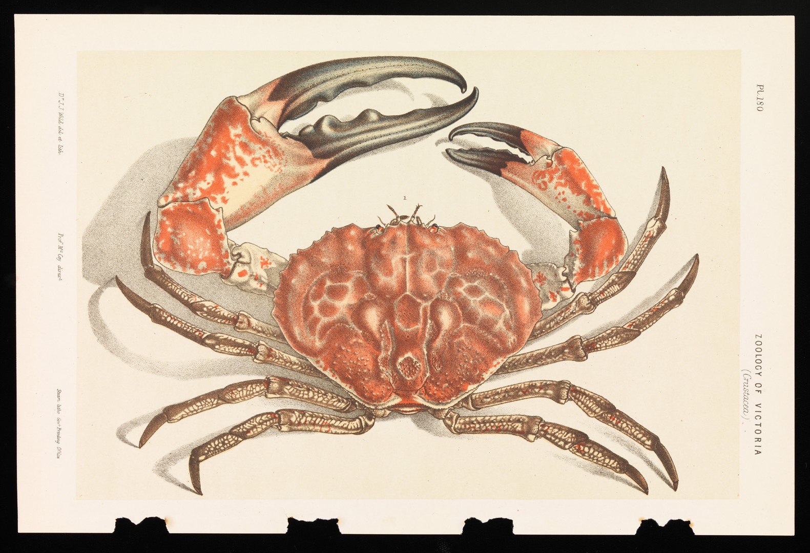 Colossal Crab